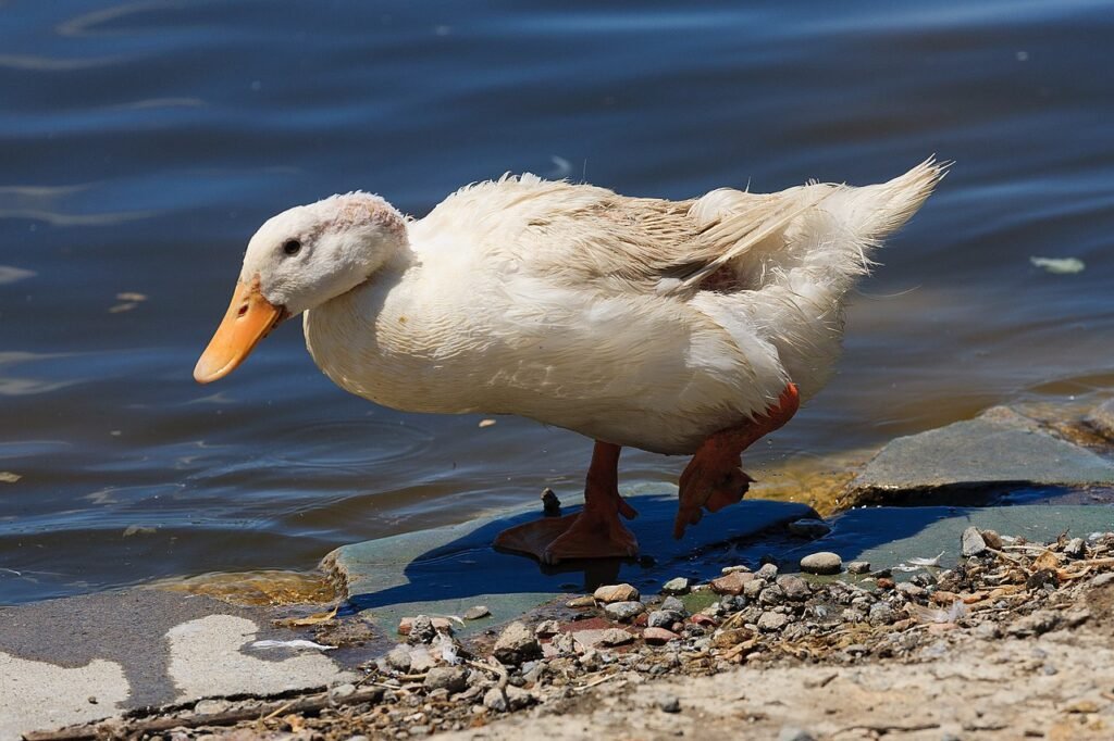 Pato doméstico
