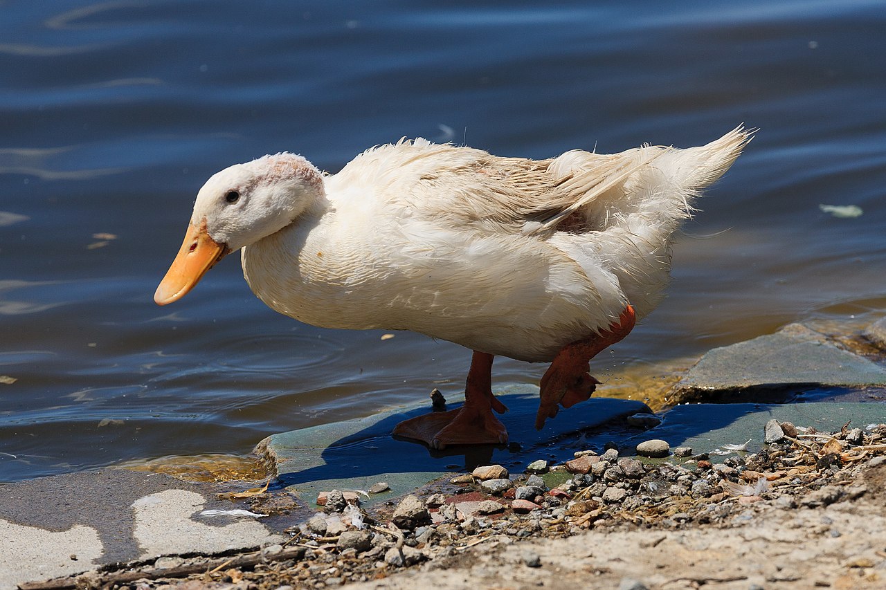 Pato doméstico (Anas platyrhynchos domesticus)