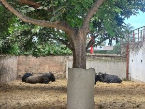 Toro de lidia