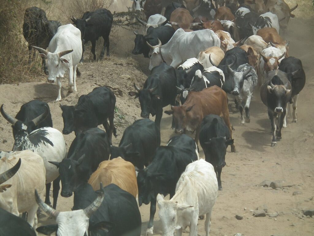 Vaca