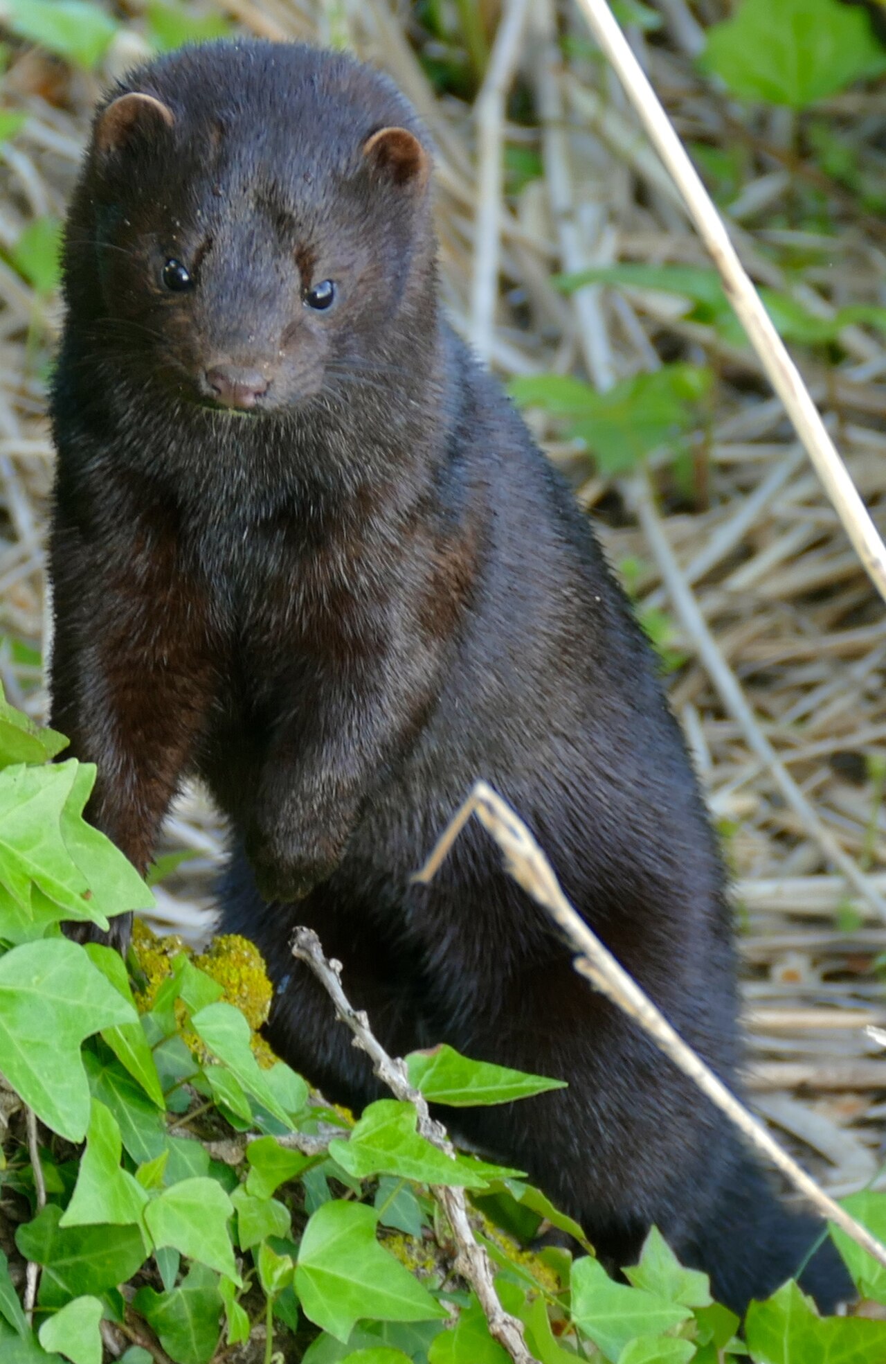 Visón americano (Neovison vison)