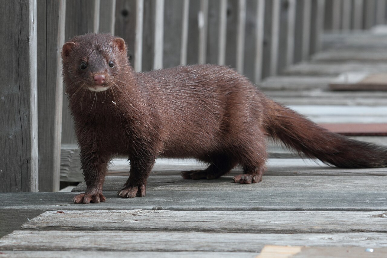 Visón americano (Neovison vison)