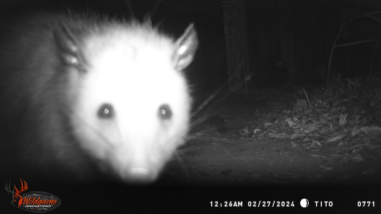 Zarigüeya (Didelphis virginiana)