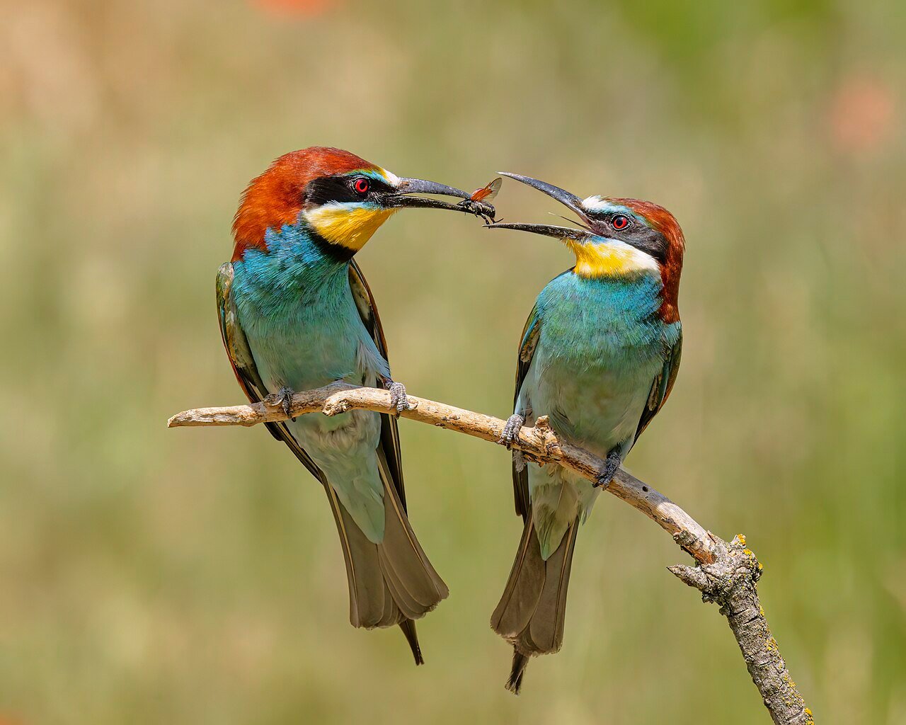 Abejaruco (Merops apiaster)