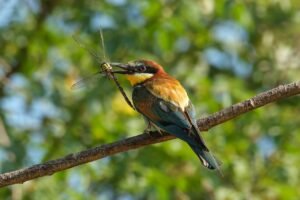 Abejaruco (Merops apiaster): el ave multicolor que caza abejas