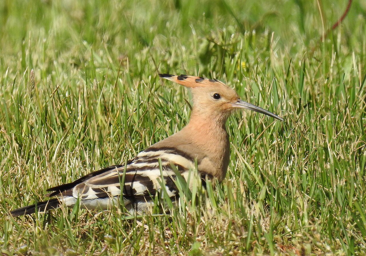 Abubilla (Upupa epops)