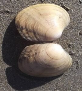 Almeja fina (Ruditapes decussatus)