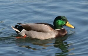Ánade real (Anas platyrhynchos)