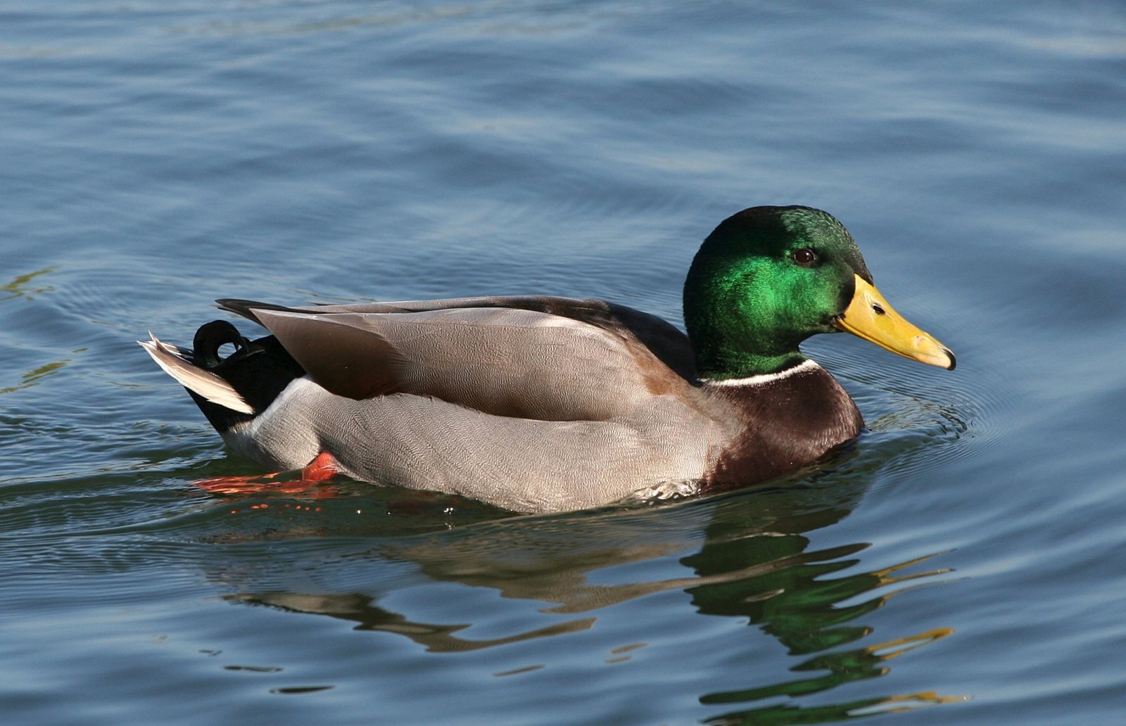 Macho de ánade real, Anas platyrhynchos, con cabeza verde iridiscente