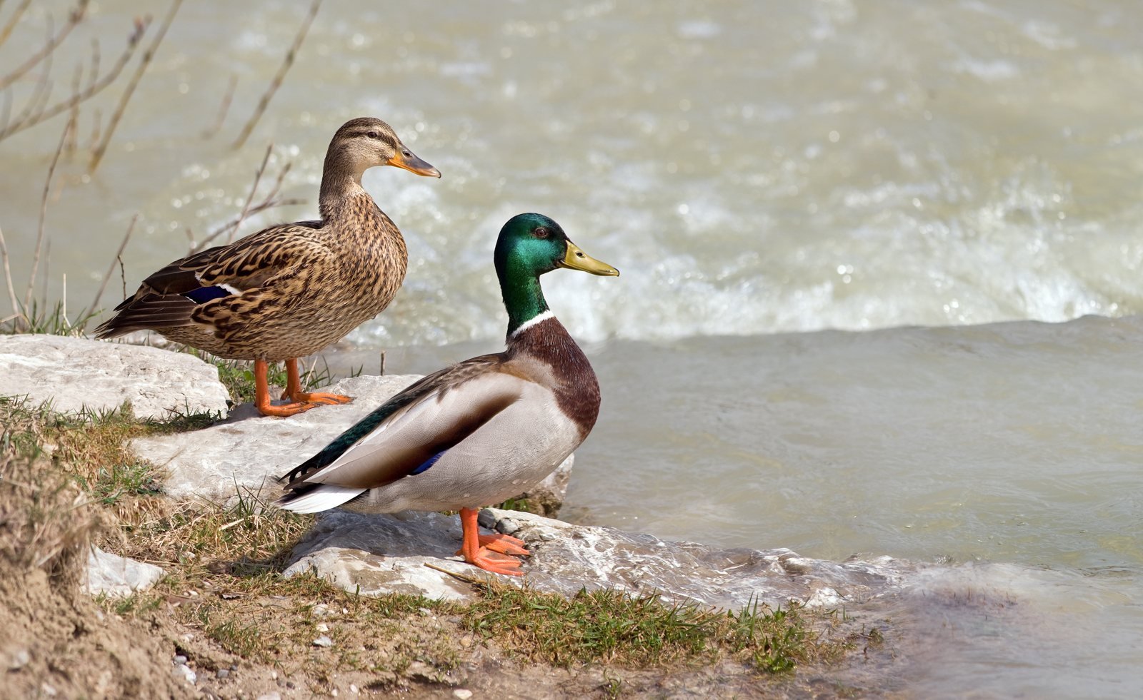 Pareja de ánade real, macho y hembra, Anas platyrhynchos