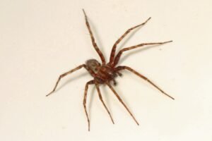 Araña doméstica común (Tegenaria domestica)