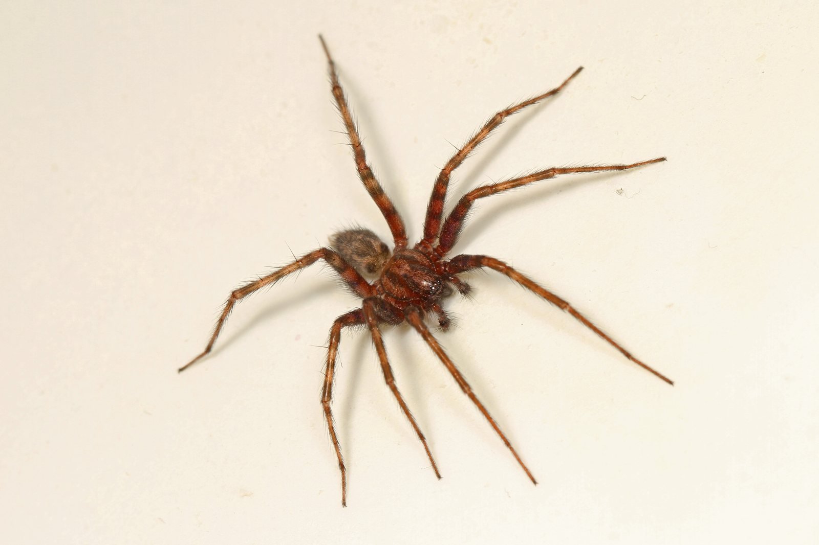 Araña doméstica común, Tegenaria domestica, vista desde arriba