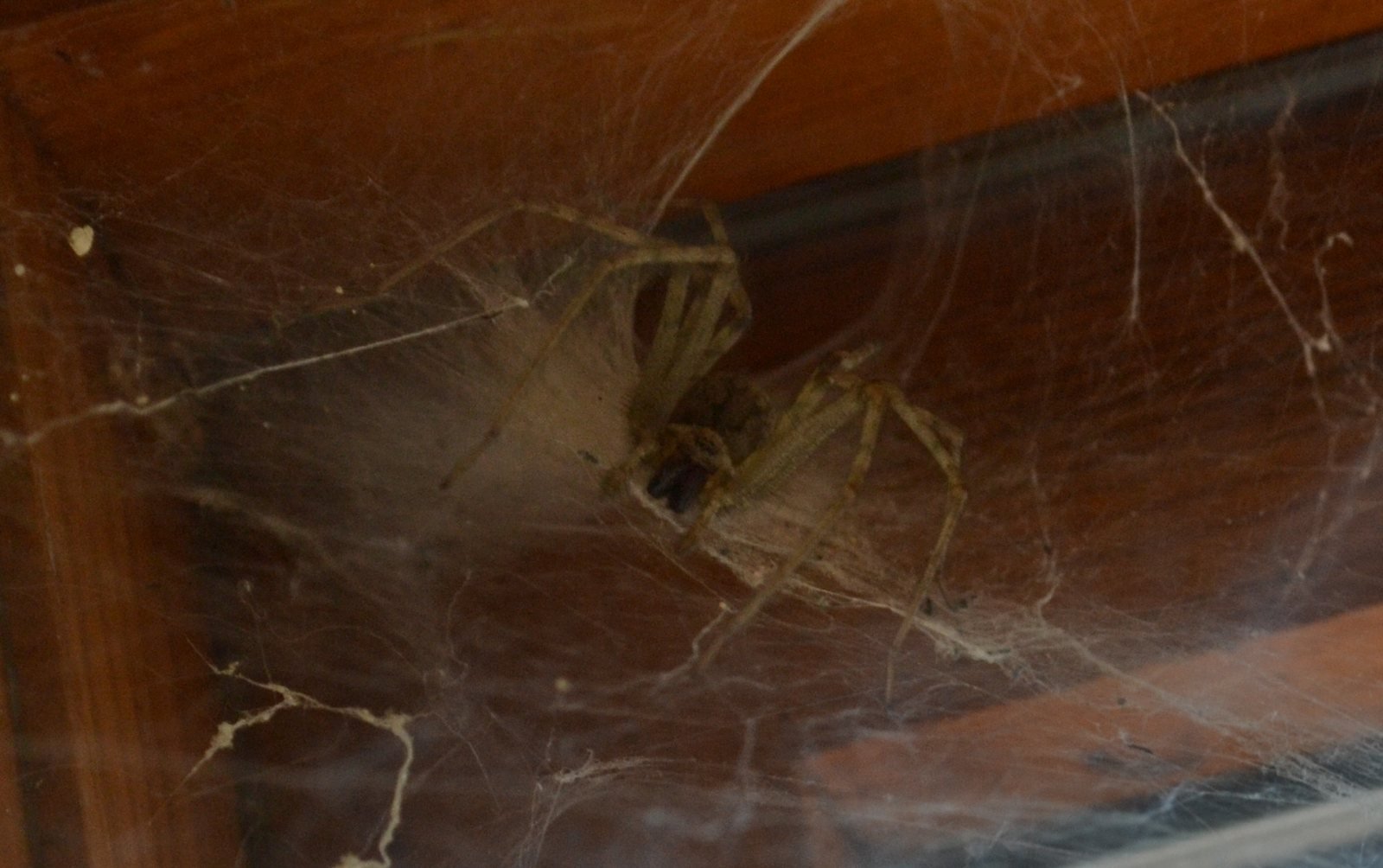 Araña doméstica Tegenaria domestica en su tela en forma de embudo