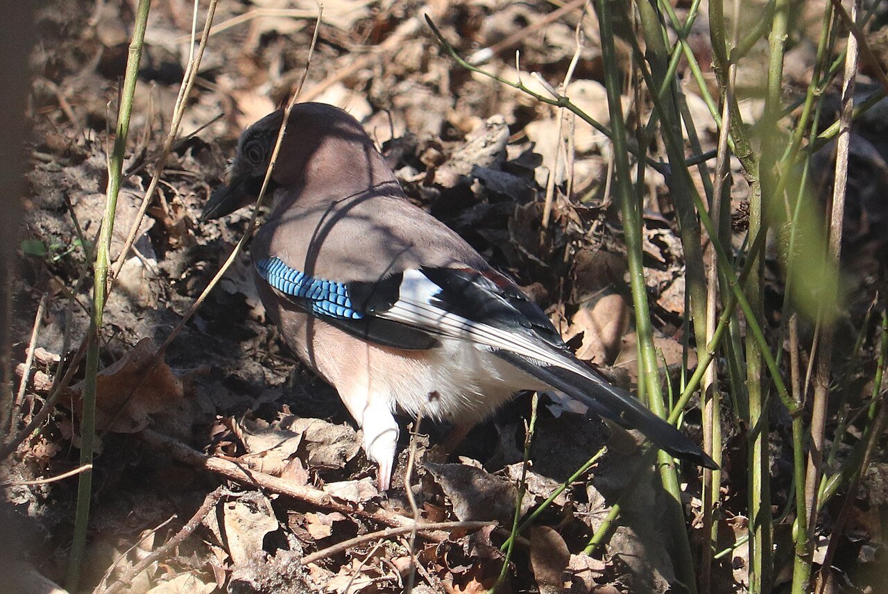 Arrendajo (Garrulus glandarius)
