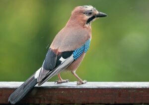 Arrendajo (Garrulus glandarius): el córvido que planta bosques