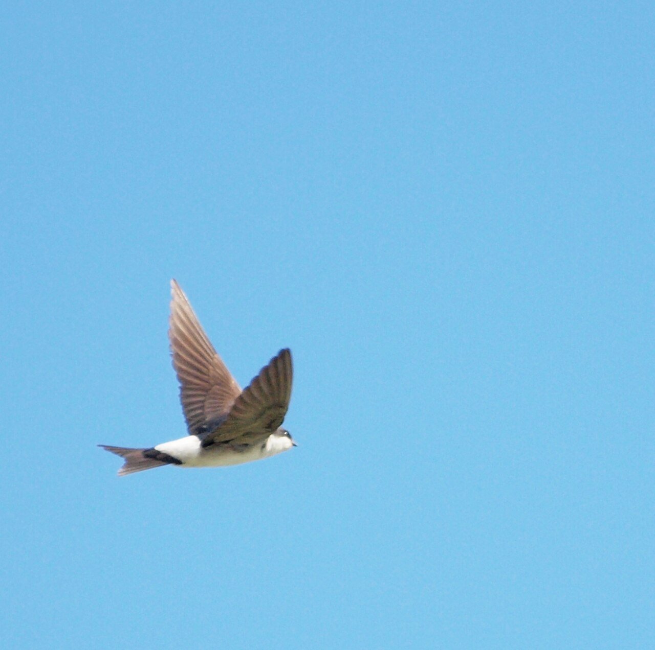 Avión común (Delichon urbicum)