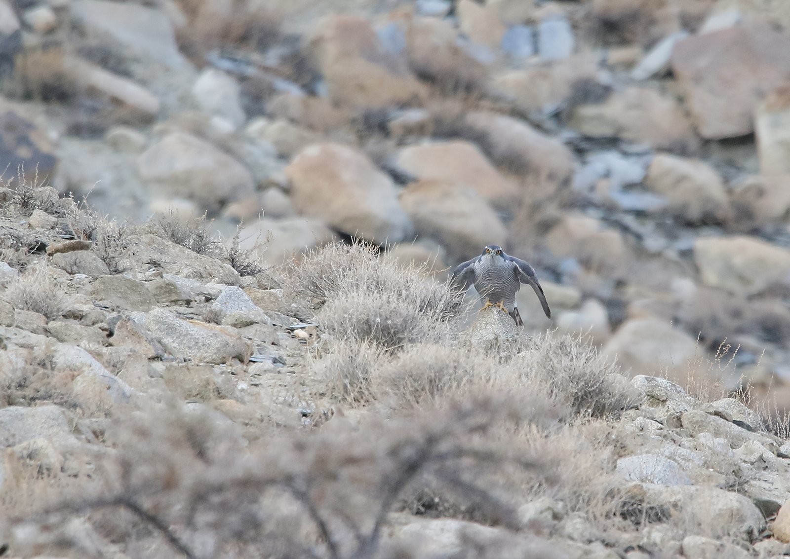 Azor común, Accipiter gentilis, posado sobre una roca en ladera de montaña