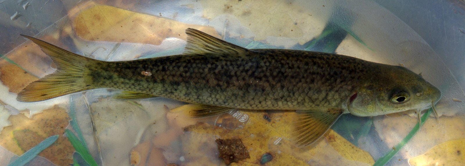 Ejemplar de barbo ibérico, Luciobarbus bocagei, mostrando aletas y escamas