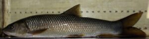 Barbo (Luciobarbus bocagei): el ciprínido de fondo de los ríos ibéricos