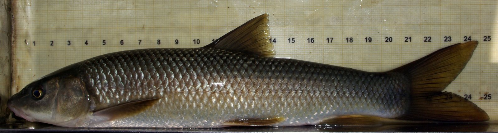 Barbo ibérico, Luciobarbus bocagei, de cuerpo alargado con boca inferior y barbillas