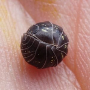 Bicho bola (Armadillidium vulgare)