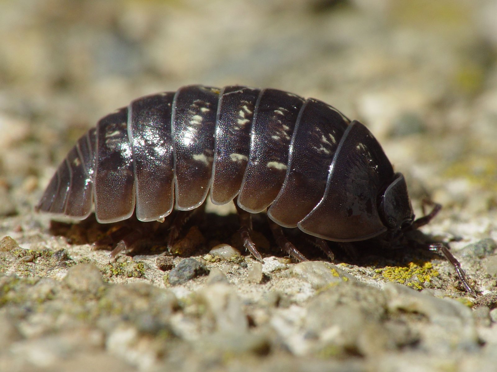 Bicho bola o cochinilla de humedad, Armadillidium vulgare, caminando con sus placas dorsales grises