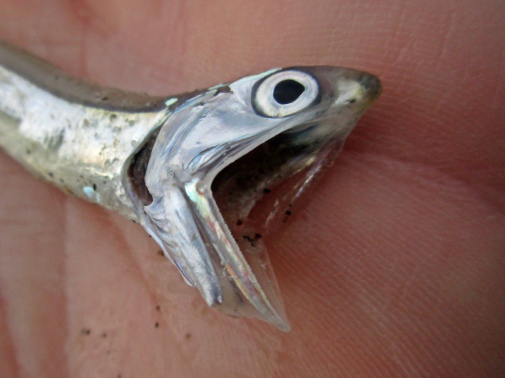 Boquerón (Engraulis encrasicolus)