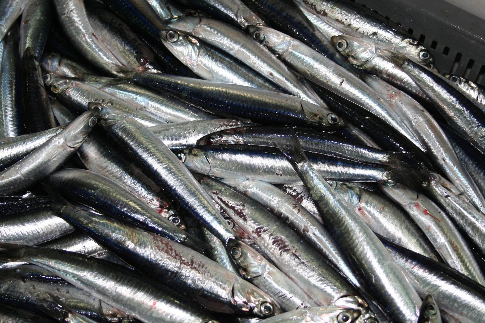 Boquerones o anchoas europeas, Engraulis encrasicolus, plateados recién capturados
