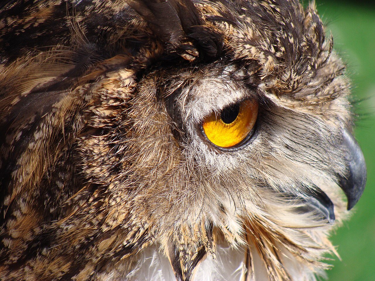 Búho real (Bubo bubo)