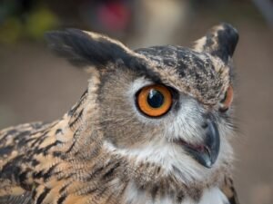 Búho real (Bubo bubo): el mayor superdepredador nocturno de Europa