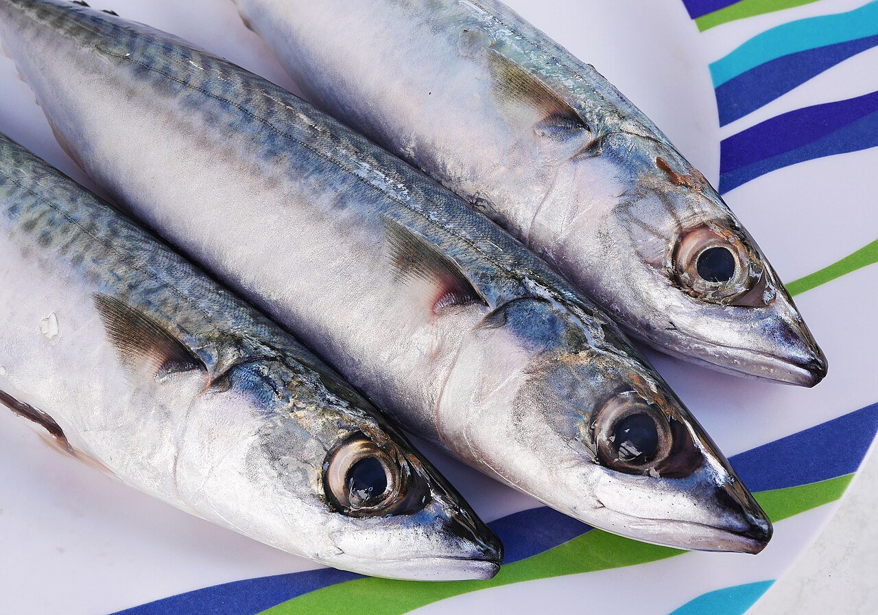 Caballa (Scomber scombrus)
