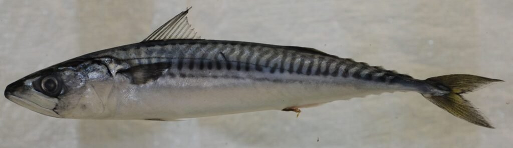Caballa (Scomber scombrus)