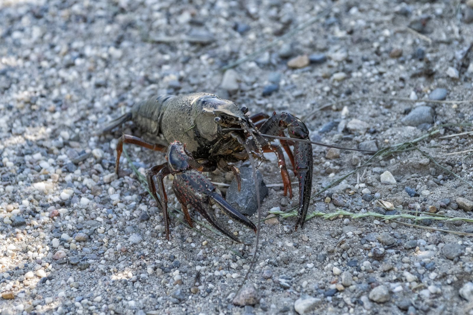 Cangrejo de río americano, Procambarus clarkii, ejemplar vivo