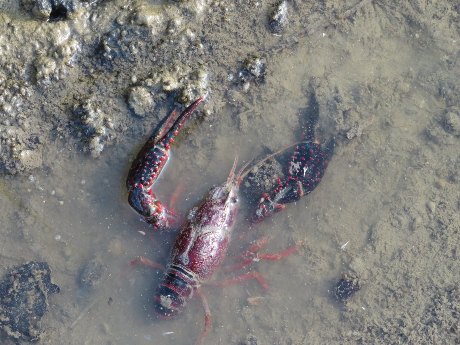 Cangrejo de río americano, Procambarus clarkii, semisumergido en agua dulce fangosa