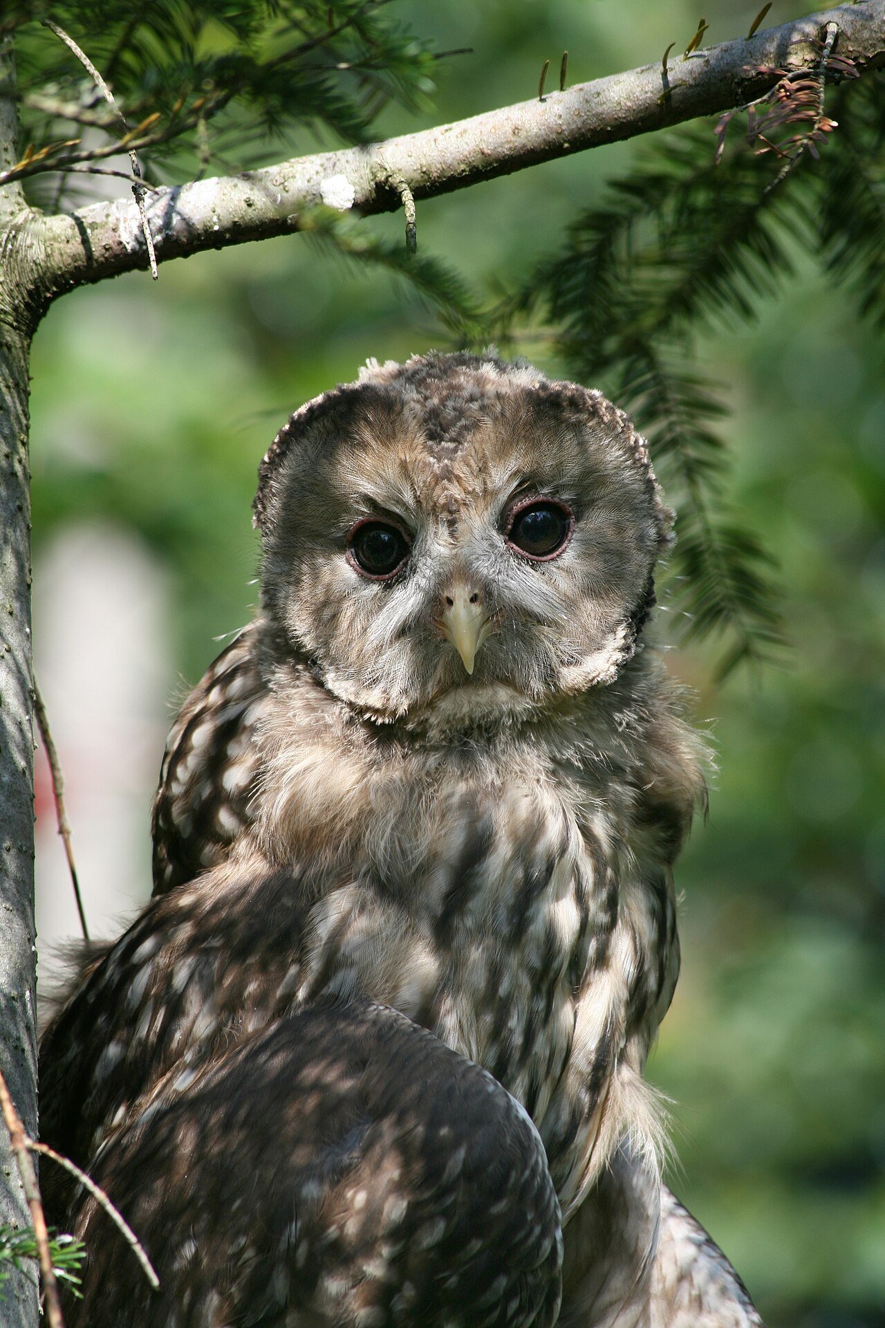 Cárabo común (Strix aluco)