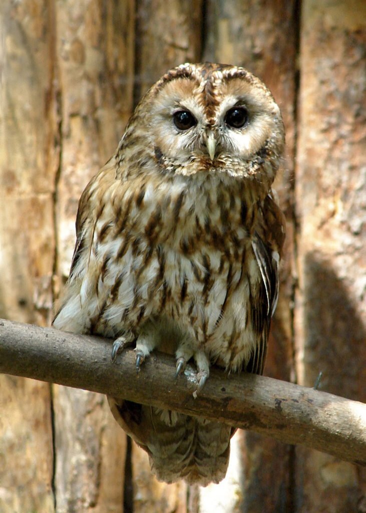 Cárabo común (Strix aluco)