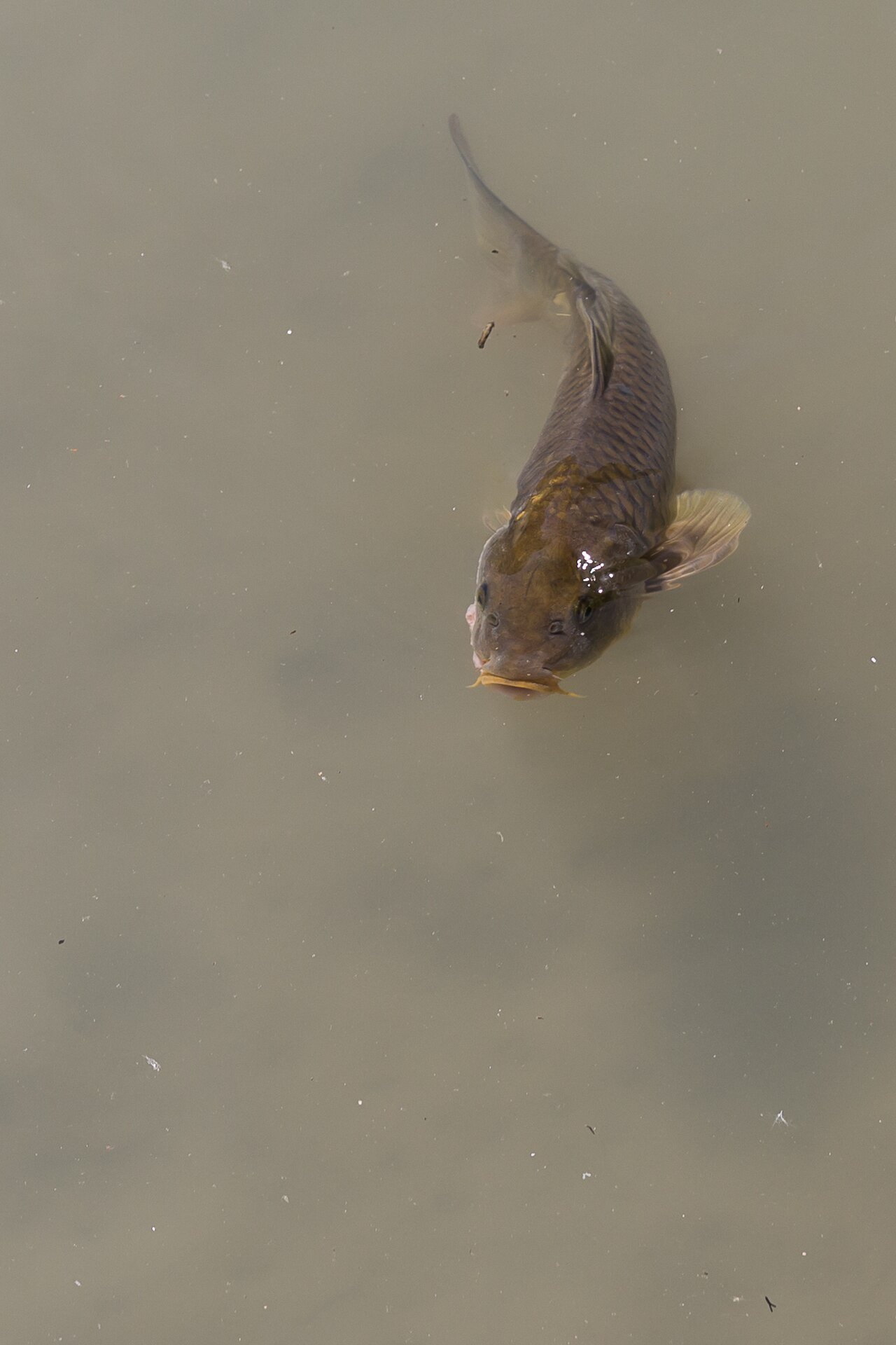 Carpa común (Cyprinus carpio)