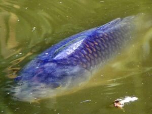 Carpa común (Cyprinus carpio): el ciprínido resistente que dio origen al koi