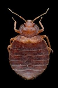 Chinche de cama (Cimex lectularius): cómo detectarla y eliminarla