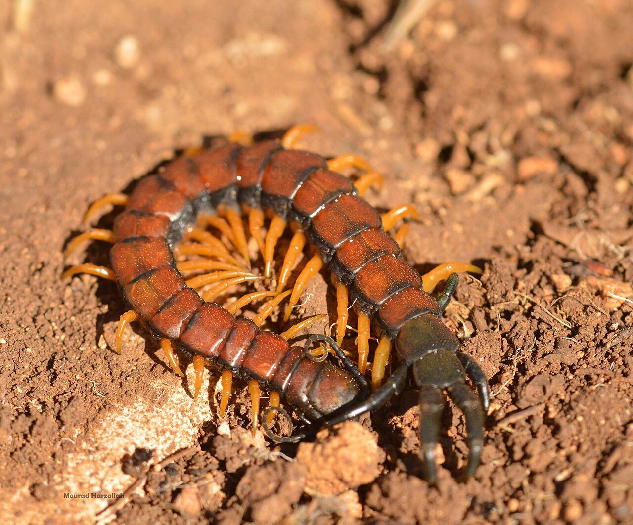 Ciempiés (Scolopendra cingulata)