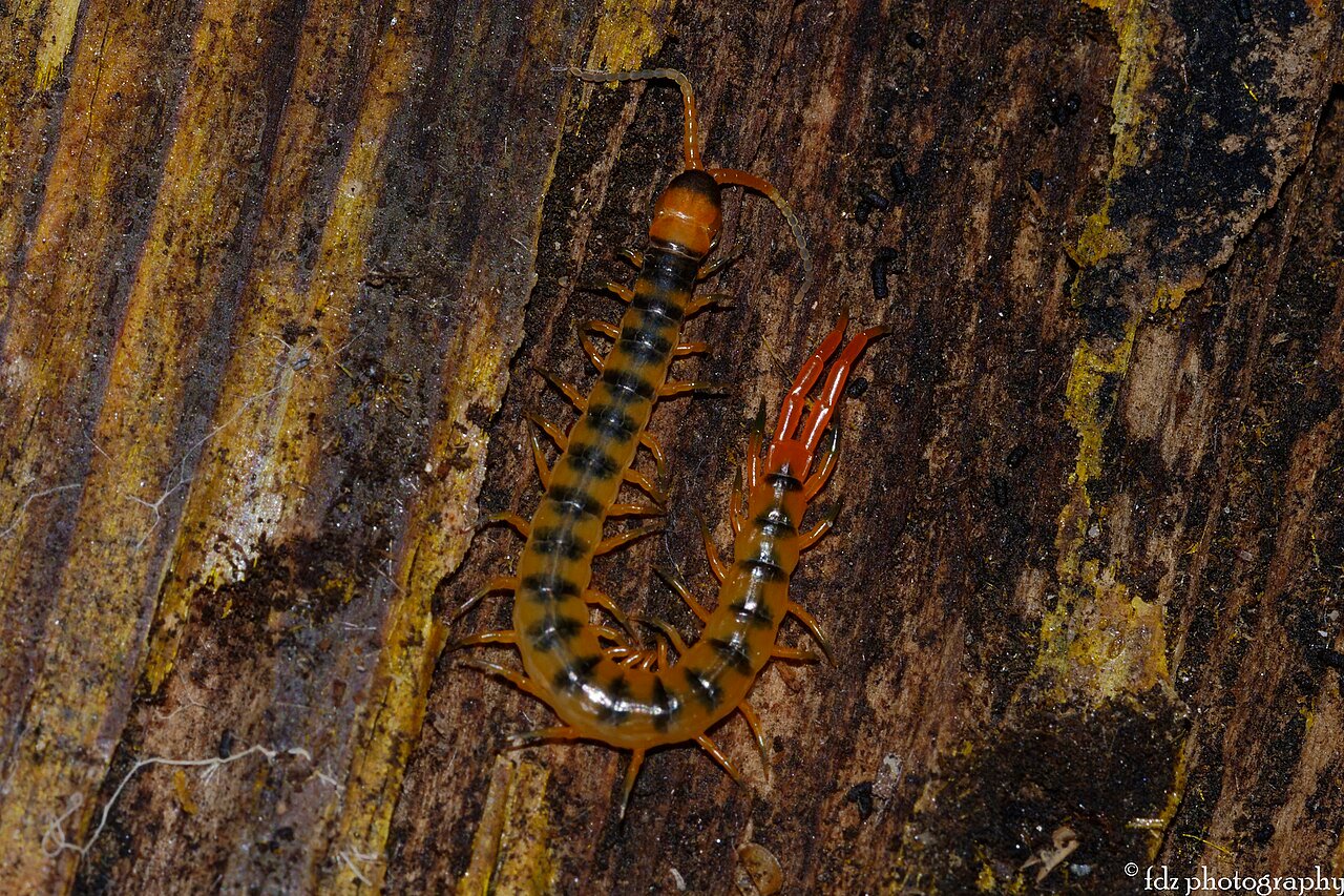 Ciempiés (Scolopendra cingulata)