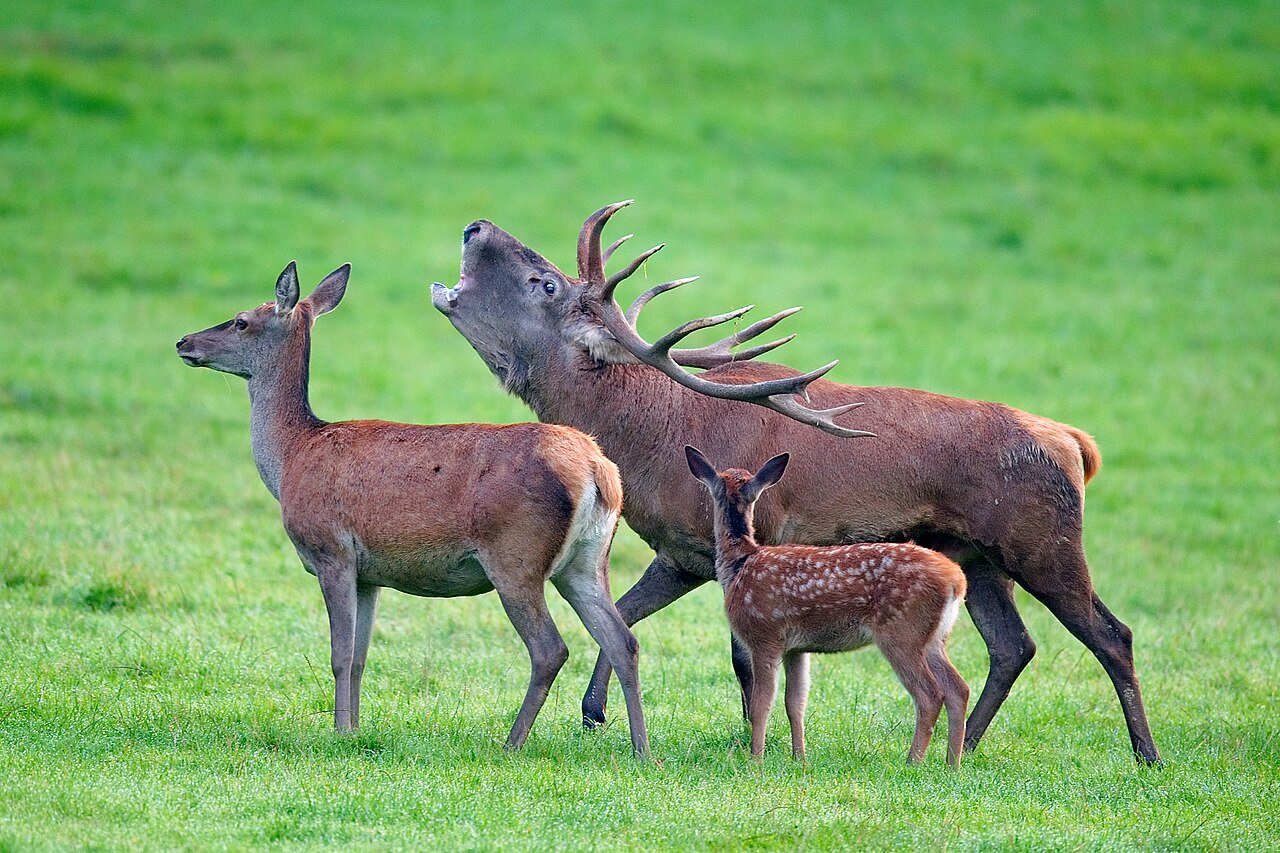 Ciervo (Cervus elaphus)