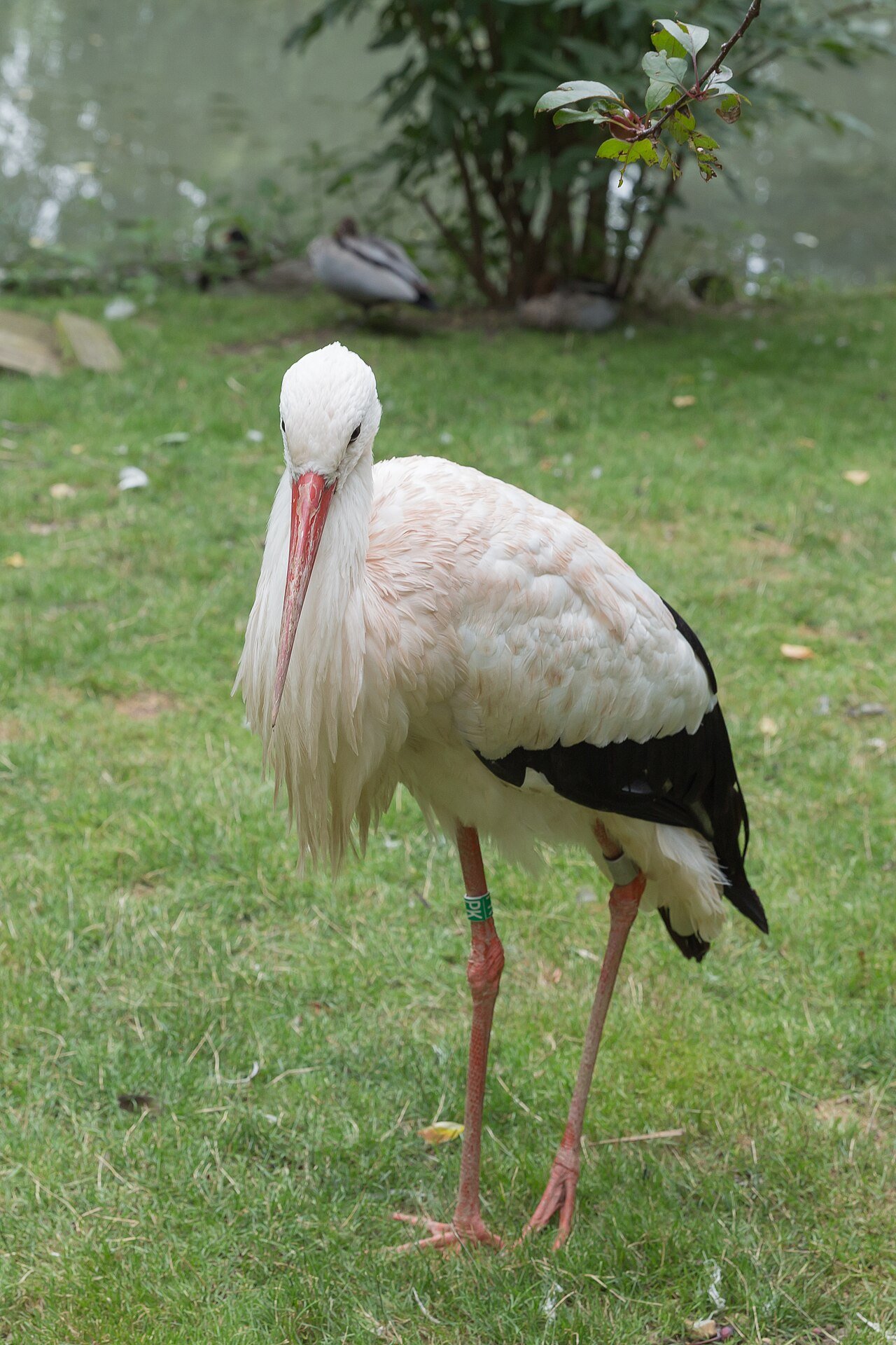 Cigüeña blanca (Ciconia ciconia)