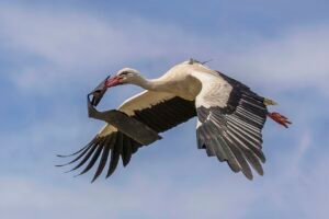 Cigüeña blanca: la migradora de los campanarios