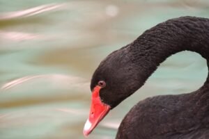Cisne negro (Cygnus atratus): el ave que desafió lo imposible