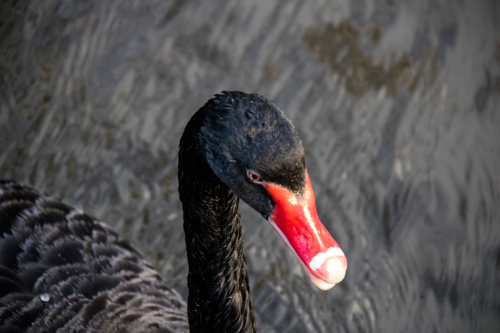 Retrato de cisne negro adulto, Cygnus atratus