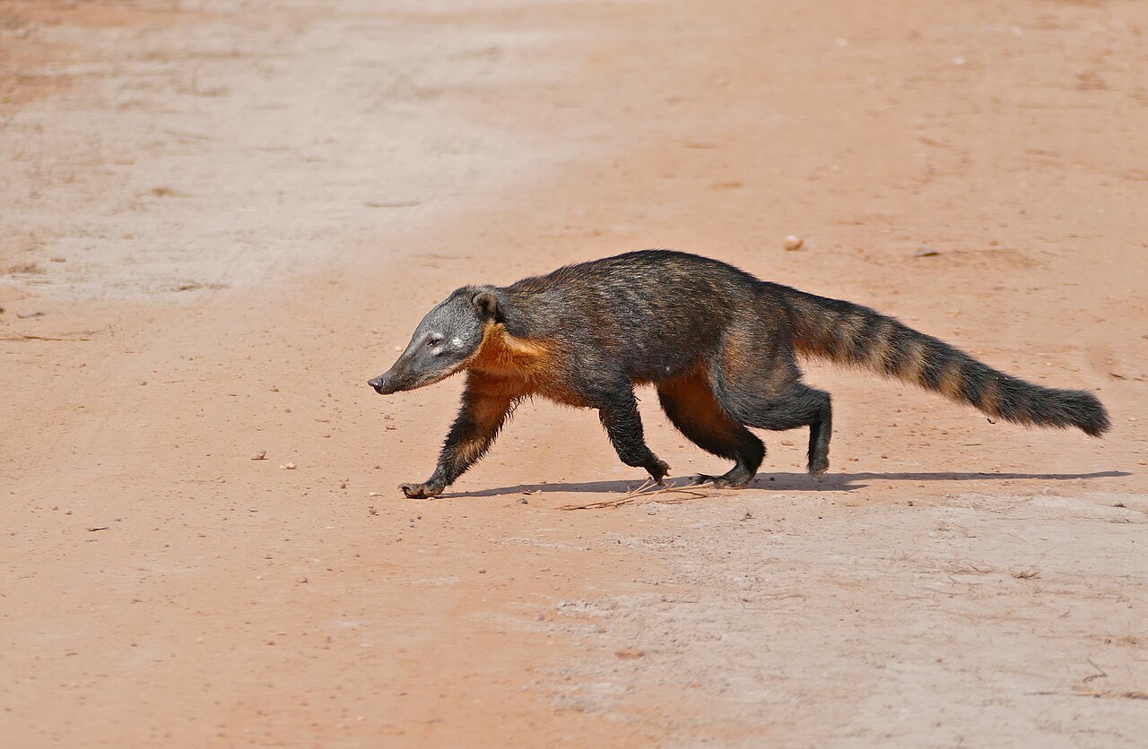 Coatí (Nasua nasua)