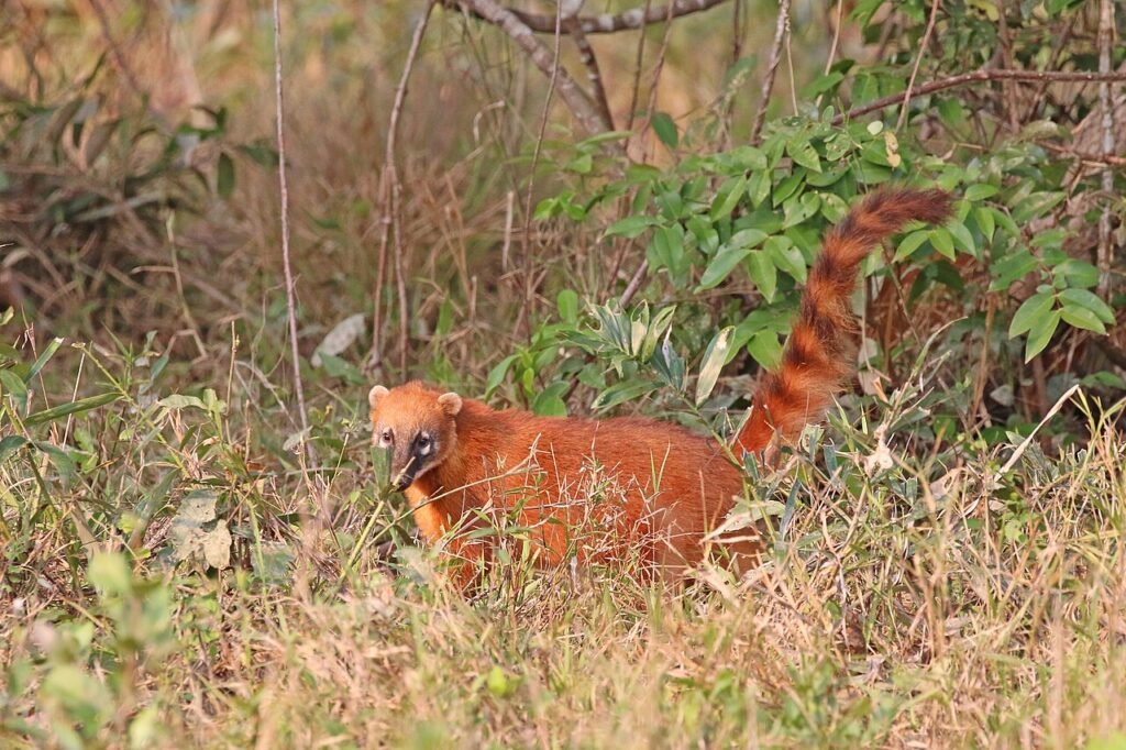 Coatí (Nasua nasua)