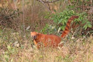 Coatí (Nasua nasua): el prociónido de hocico largo y cola erguida