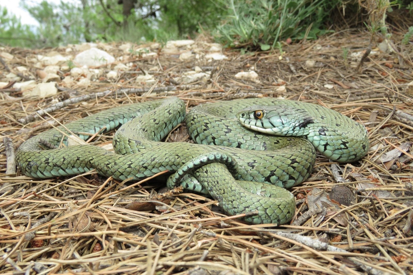 Culebra de collar, Natrix astreptophora, verdosa con ojo anaranjado sobre pinocha